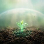 Biodegradable Plates vs Plastic Plates: Environmental Impact Explained